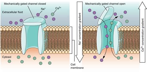 when do sodium channels close